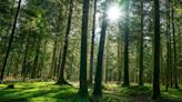 Why investors should consider investing in nature