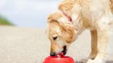 What To Do if My Dog Doesn’t Drink Enough Water: Causes and Solutions