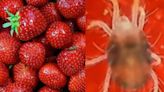 Las fresas tienen parásitos que no se eliminan ni con lejía: Así se lava correctamente esta fruta