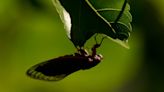 Cicada 'mass invasion' coming to parts of the US: What about California?