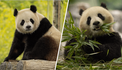 Bao Li y Qing Bao: dos pandas regresarán al Zoológico Nacional de DC desde China