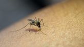 Advierten que el riesgo de contraer dengue se mantiene a pesar de las bajas temperaturas | apfdigital.com.ar