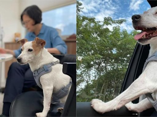 卸任將滿月！蔡英文PO愛犬「樂樂」萌照 意外曝光新造型-台視新聞網