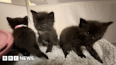 Yorkshire cat charity experiencing 'worst crisis in 30 years'