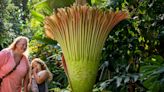 GVSU corpse flower that smells like ‘roadkill’ set to bloom at Meijer Gardens