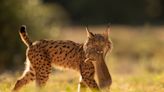 Iberian lynx back from brink of extinction