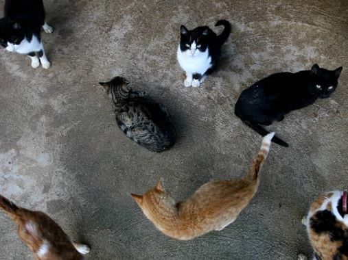 Montpellier: un homme condamné pour l'agression d'un octogénaire qui nourrissait des chats errants