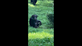 Watch mother chimp hold newborn after giving birth in front of visitors at NC Zoo