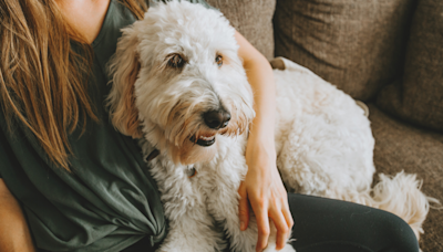 Goldendoodle's Intent Focus As Humans Go Through Cheese-Filled Grocery List Is Priceless