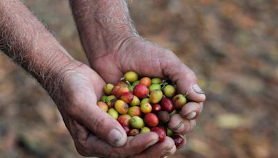瓜地馬拉咖啡被禁輸中 業者：台灣採購是中國3倍
