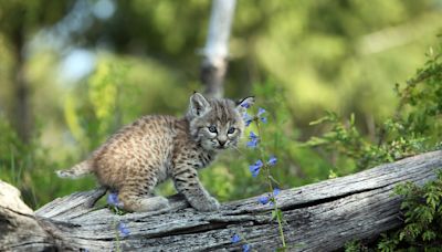 Mama Bobcat and Her Kittens Move Into Family’s Backyard and It’s Adorable Chaos