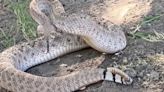 Arizona family trapped after being confronted by giant rattlesnake