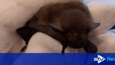 Baby bat returned home after 150-mile trip hiding in holiday suitcase