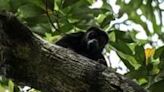 A wild howler monkey is seen in a tree in Mexico's Tabasco State