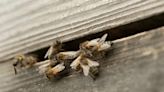 How bees could help war-hit families in Ukraine