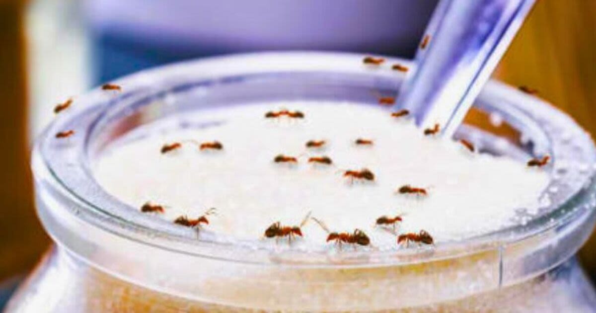 Get rid of ants in your home for good using 3 cheap kitchen ingredients