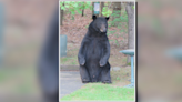 Wisconsin Dells homeowner shares close encounter with bear