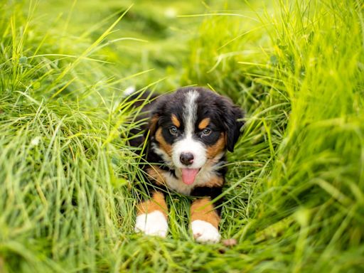 Bernese Mountain Puppy Can't Stop Leaping in Any Bush He Sees