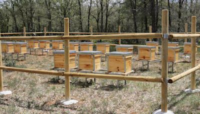 La Junta convoca las ayudas para la campaña apícola por valor de 2,8 millones de euros