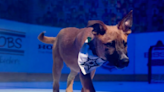 NHL, Petco team up for 'Stanley Pup' featuring puppies up for adoption