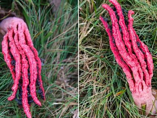 Alien-like fungus 'Devil's Fingers' with smell of rotten flesh makes rare appearance in UK