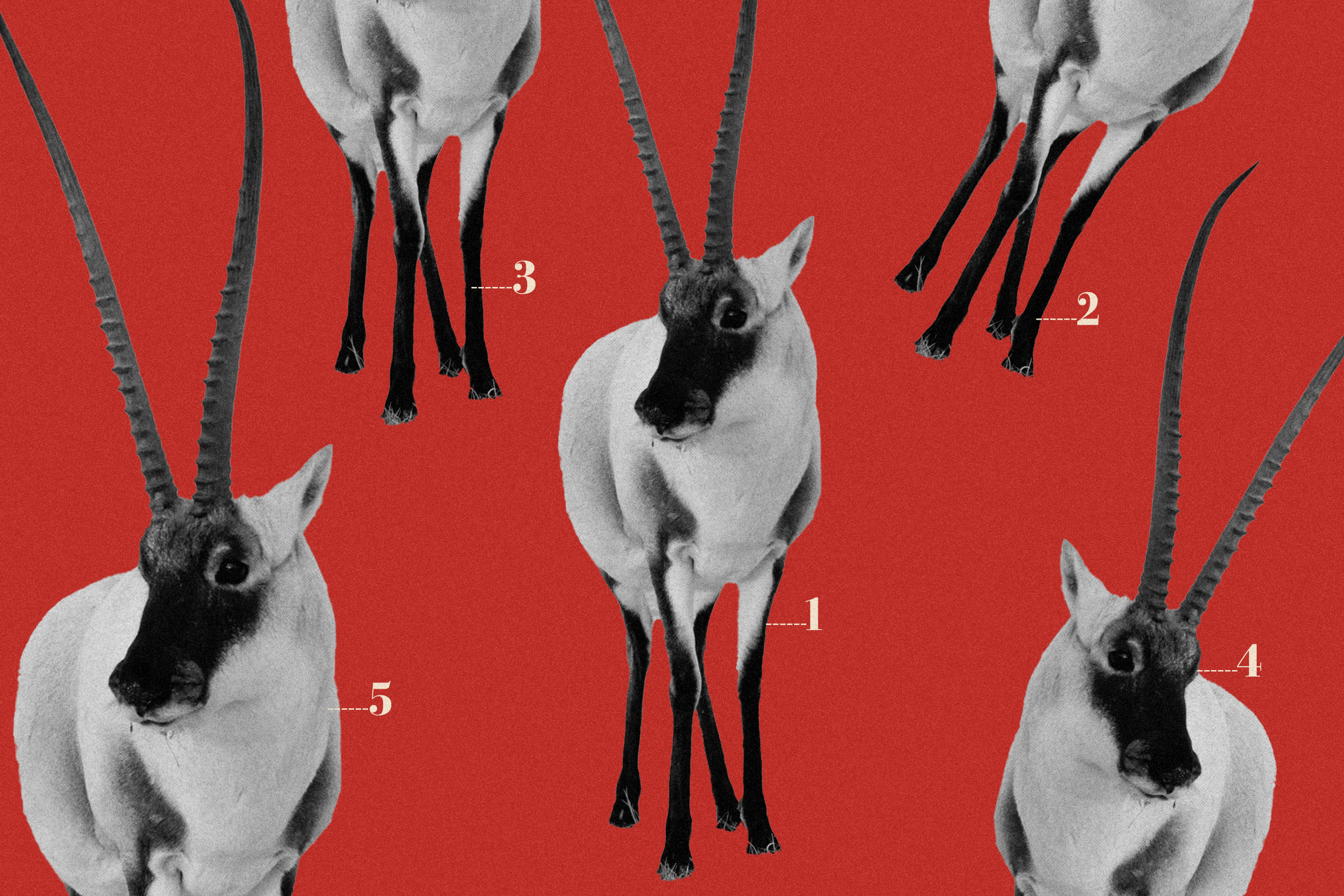 It takes up to 5 of these endangered antelopes to make one $20,000 shawl