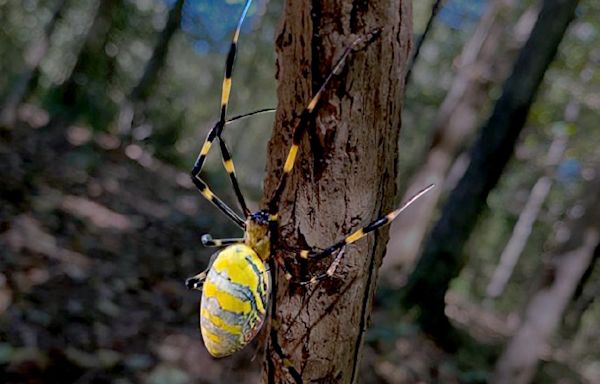 Are giant, flying Joro spiders in Florida? Here's where they're headed on their US invasion