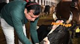 Indian government cancels 'Cow Hug Day' anti-Valentine's celebration after it was widely mocked