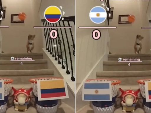 “El perrito de TikTok” dio su predicción sobre la final de la Copa América 2024: ¿Argentina o Colombia? | Por las redes