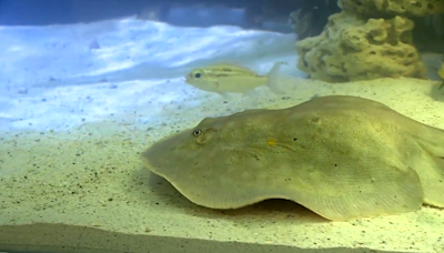 Sad update: Charlotte the stingray has developed rare reproductive disease, testing shows