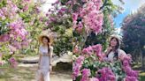400棵紫薇花海浪漫花園美拍！仙氣滿分多彩漸層花廊花期必看