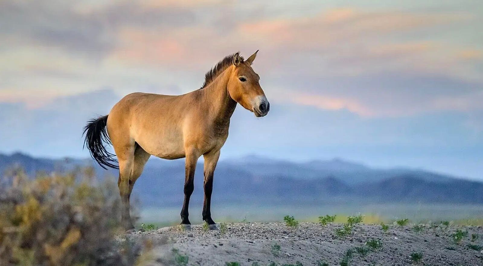 Genome Of The Last Living Wild Horse Species Has Now Been Mapped