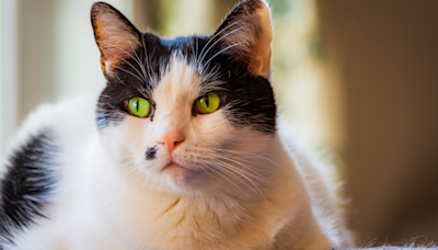 Tuxedo Cat Mom Shocked To Discover Her Cat Has Total Separate Life with Neighbors