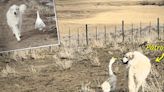 鵝和狗每天巡視農場 共同確保農場安全