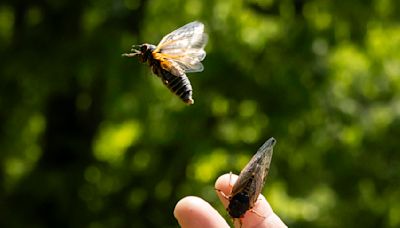 Celebrate the 2024 cicada emergence at these events in the Chicago area