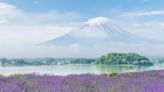 日本薰衣草花季 | 北海道札幌、東京近郊、富士山周邊景點推薦、2024最佳賞花期 | ELLE HK