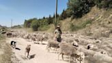 De Cáceres a León, pasando por Ávila, con 1.500 ovejas