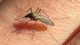 Bill Gates y su nueva inversión en Colombia: mosquitos modificados para controlar epidemias