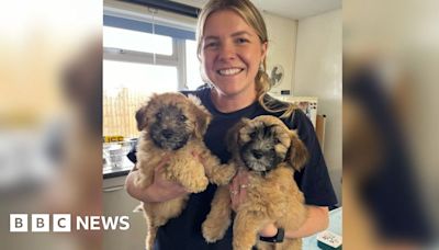 Puppies found abandoned in sealed box in Somerset