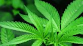 Justice Department formally moves to reclassify marijuana as a less dangerous drug in historic shift - ABC 36 News