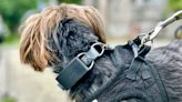 This $100 pet tracker solved my biggest concerns as an anxious dog mom