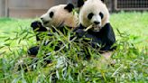 Smithsonian says 2 new giant pandas returning to Washington's National Zoo from China by end of year