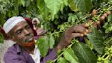 Ethiopian coffee gains foothold in China with rising popularity: official