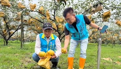 凱米強颱打落高接梨 台中東勢災損恐破5成 | 蕃新聞