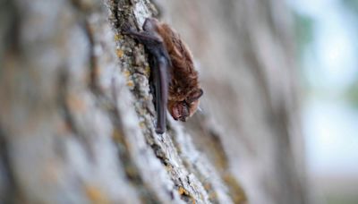 Rabid bat found at Twin Silo Park in Fort Collins, marking third confirmed case this year