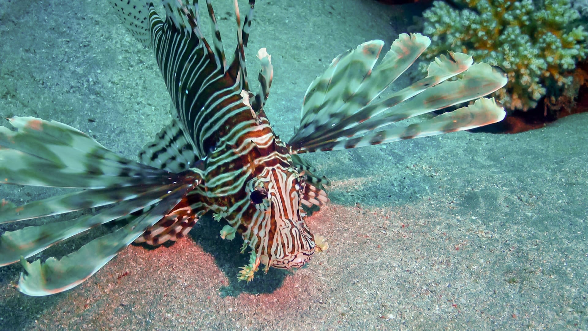 Participants win thousands in prizes for catching destructive lionfish in world's largest tournament: 'Extremely proud'