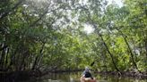Magical mangroves