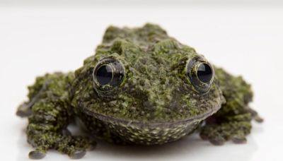 From axolotls to poison dart frogs, new Aquarium of the Pacific exhibit features amphibians for all