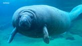 ZooTampa announces passing of Juliet, one of the oldest living manatees