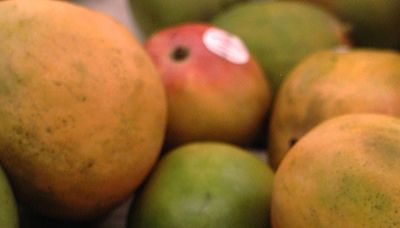 Top 5 things to do this weekend in SW FL: Mango festival returns to Pine Island